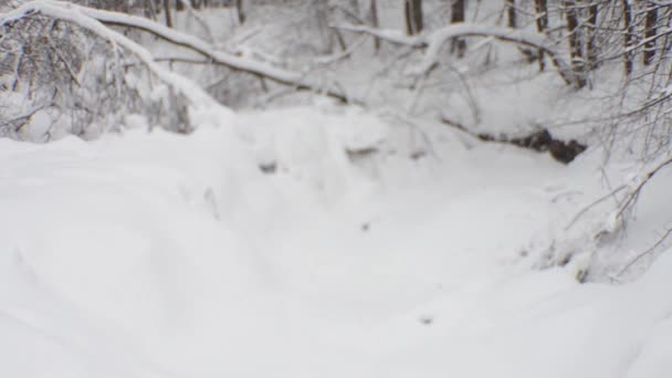 Fourrés de forêt d'hiver . — Video