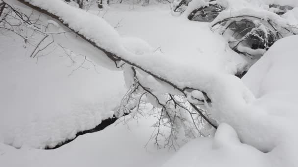 Маленький ручей в зимнем лесу — стоковое видео