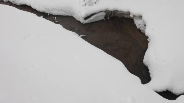 Little stream in winter forest — Stock Video