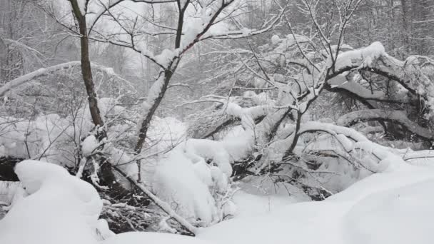 Winter forest, sneeuw pluizig drijft — Stockvideo