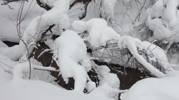 Pequeno fluxo na floresta de inverno — Vídeo de Stock