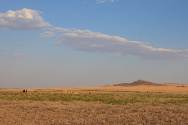 Tuz ovaları çöl manzarada inekler otlatma.