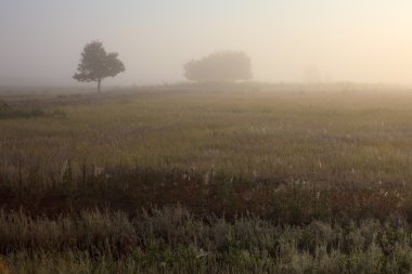 Misty dawn sabah erken doğa otlak görünümü'nde Rus kırsal manzara.