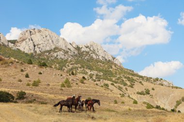 Atları Crimea dağ manzarası içinde otlatmak