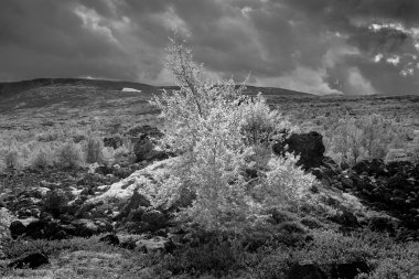 Yaz dağ manzarası kutup bölgesinin rüzgarda huş ağacı. 