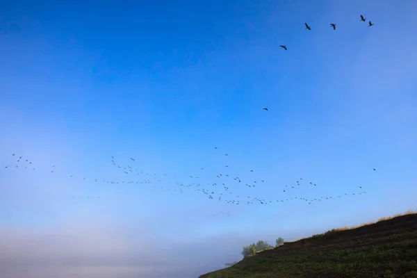 Swan wedge over Volga river. — Stock Photo, Image