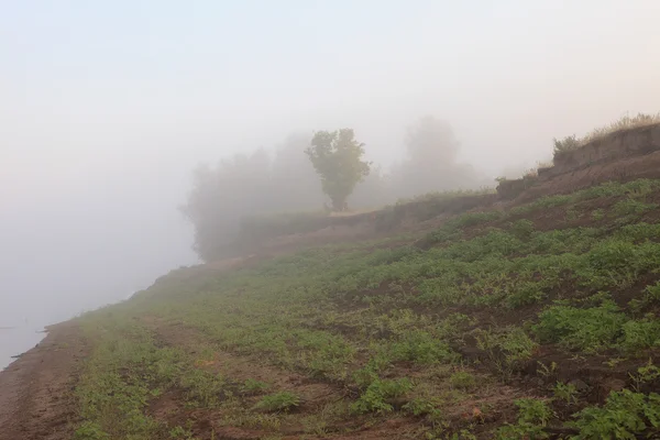 Misty dawn early morning nature grassland landscape — Stock Photo, Image