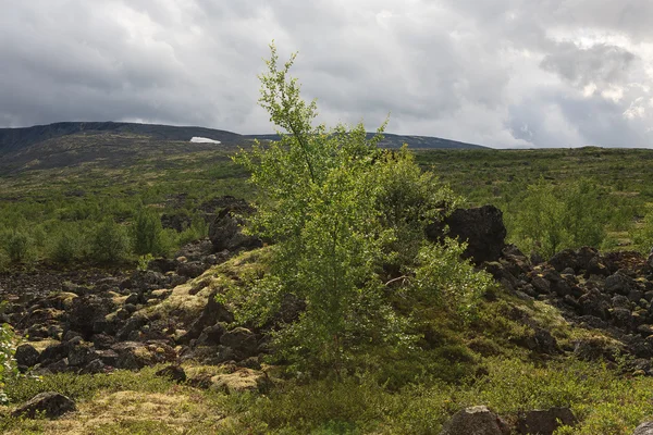 여름 산 풍경에 바람에 백 화 나무 — 스톡 사진