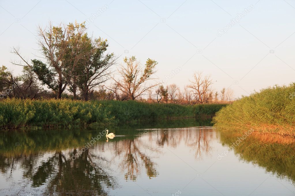 Single swan on surface of lake oasis.
