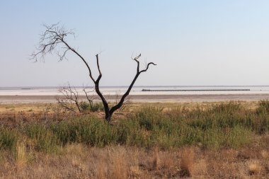 Çam ağacı yaprakları ve otlaklar manzara olmadan tek. 