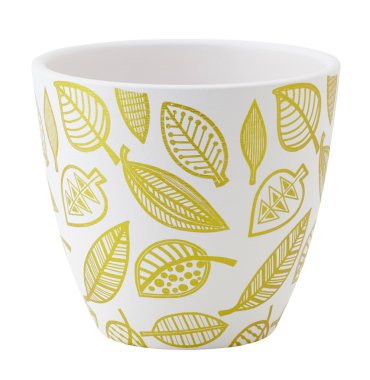 Bitki pot üzerinde beyaz izole. 