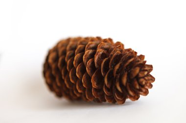 köknar ağacı koni