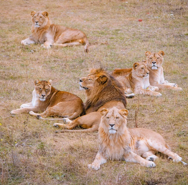 Filhotes de leões sentados nas pastagens — Fotografia de Stock