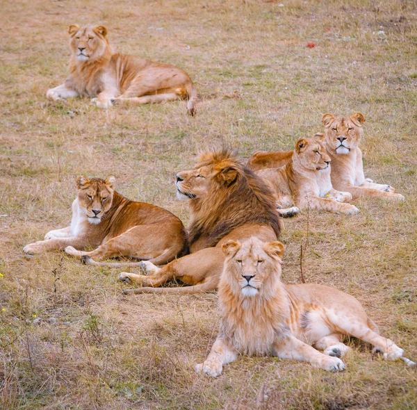 Lions oursons assis sur la prairie — Photo