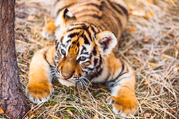 Een close-up van een cub vrouwelijke tijger (Panthera tigris altaica) uitgevoerd in het gras — Stockfoto
