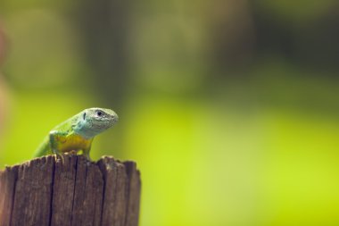 İçinde belgili tanımlık vahşi yeşil kertenkele güneşin tadını çıkarma