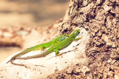 İçinde belgili tanımlık vahşi yeşil kertenkele güneşin tadını çıkarma