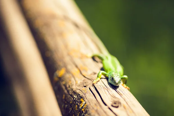 Lagarto verde na natureza, a banhar-se ao sol — Fotografia de Stock