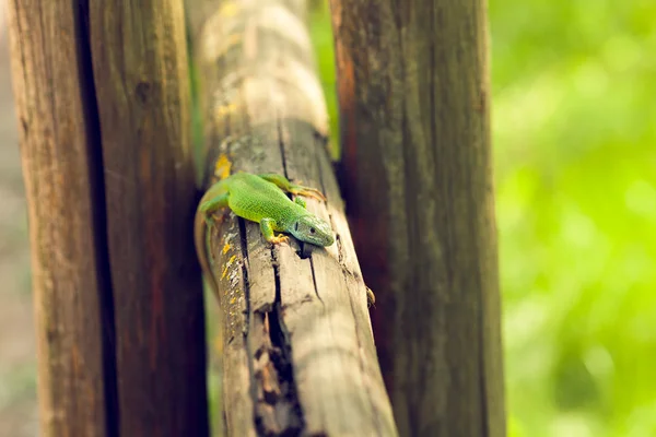 Green lizard in the wild,basking in the sun — Stock Photo, Image