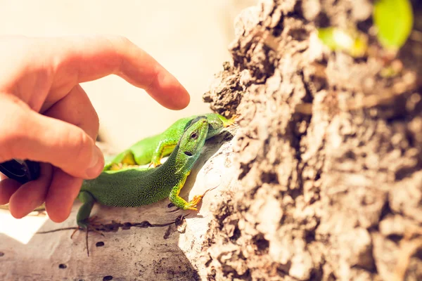 Lagarto verde na natureza, a banhar-se ao sol — Fotografia de Stock