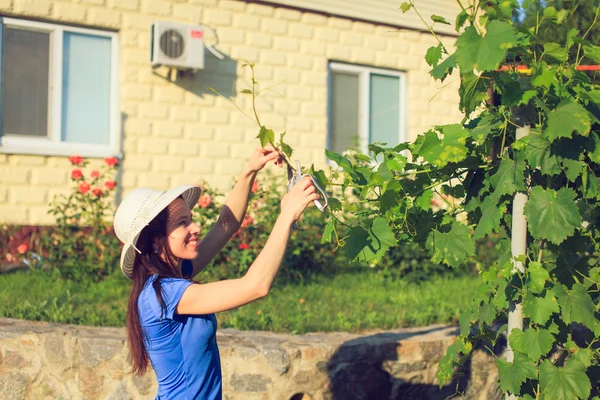 Flicka skär eller trimmar bushen med secateur i trädgården — Stockfoto