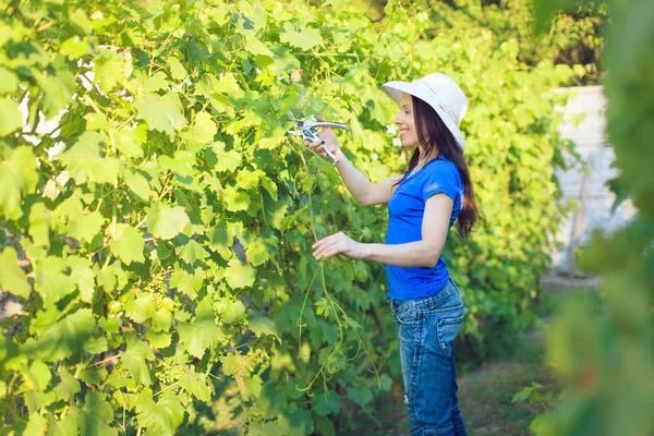 Mädchen schneidet oder schneidet Busch mit Gartenschere — Stockfoto