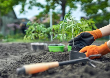 Domates eken çiftçi organik bahçede filizleniyor.