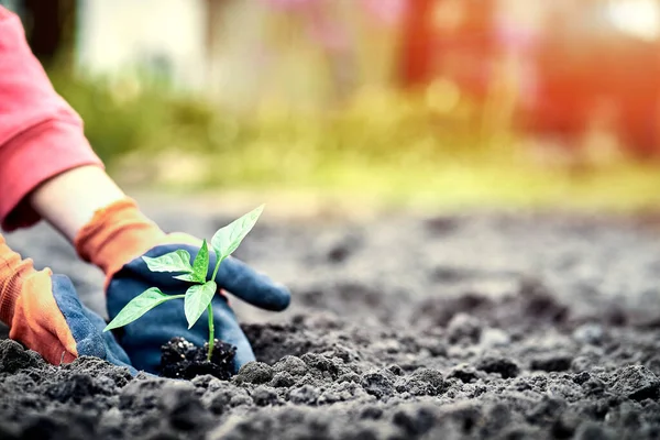 Female Hands Planting Young Plants Garden Concept — Stock Photo, Image