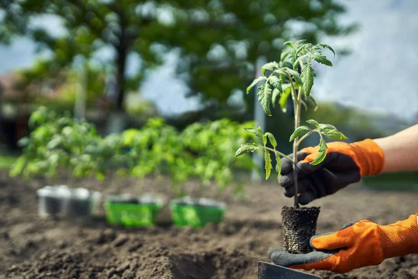 Farmer planting tomatoes seedling in organic garden