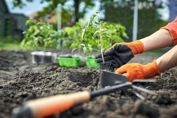 Agricultor Plantación Tomates Plántulas Jardín Orgánico — Foto de Stock