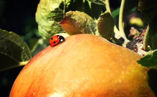 Уявіть Собі Дозрілі Яблука Саду Готові Жнив — стокове фото