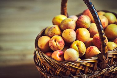 Kayısı ağacı üzerinde taze meyve hasat