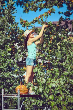 Kayısı ağacı üzerinde taze meyve hasat