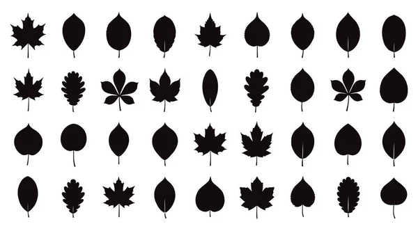 Markalaşma, davetiyeler ya da doğa temalı projeler için mükemmel. Bu zarif yaprak siluetleri tasarımınız için eşsiz ve çok yönlü organik desenler oluşturuyor..