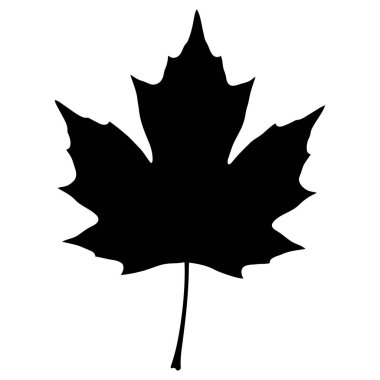 Akçaağaç Yaprağı Silueti, Sonbahar Yaprak Vektörü, Basit Yaprak Taslak
