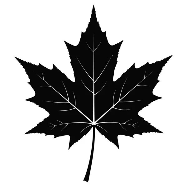 A detailed black and white illustration of a maple leaf, showcasing its intricate veins and sharp edges against a clean background.