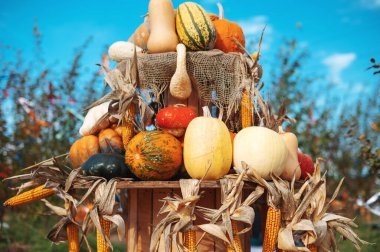 Autumn harvest display with pumpkins and gourds outdoors.