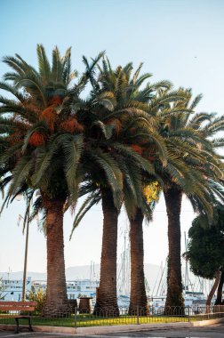 Hırvatistan kıyıları boyunca turuncu meyveli uzun palmiye ağaçları sıralanırken, yelkenlilerle dolu bir marinaya bakıyorlar.