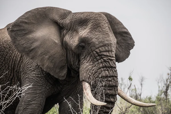 Huge African elephant — Stock Photo, Image