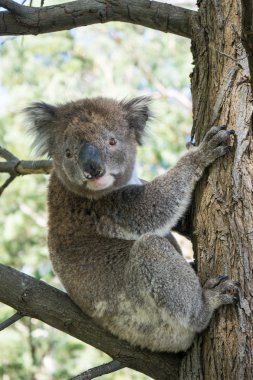 Ağaç üzerinde koala