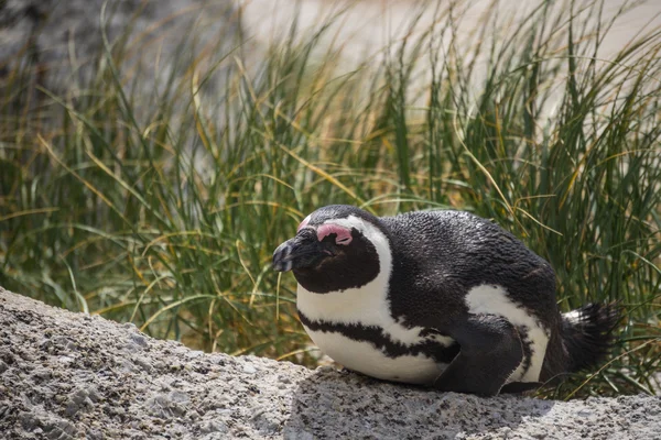 African Penguin relaxing on rock — Stock Photo, Image