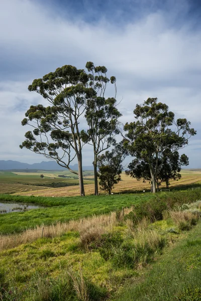 Beautiful trees landscape — Stock Photo, Image