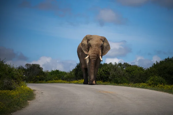 Big elephant on the road — Stock Photo, Image