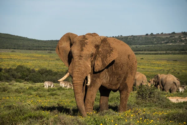 Großer Elefant auf grasbewachsenem Gelände — Stockfoto
