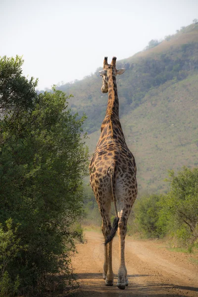 Giraffe walking away — Stock Photo, Image
