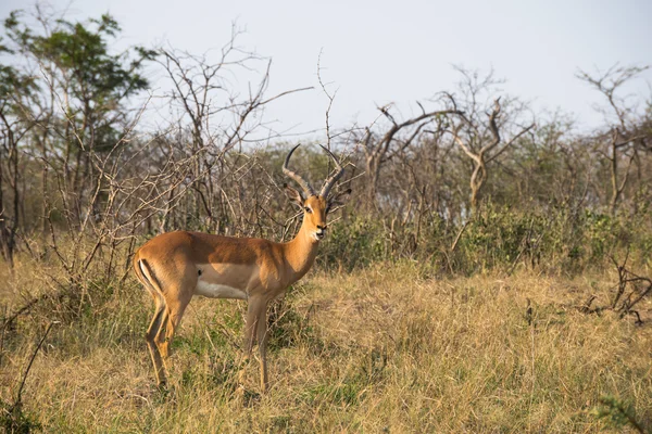 Springbok antilop ayakta Milli Parkı — Stok fotoğraf