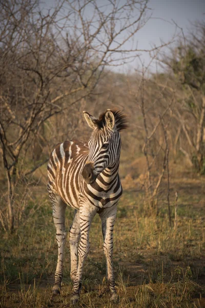Zebra in Kruger Park — Stock Photo, Image