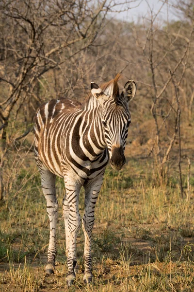 Zèbre dans le parc Kruger — Photo