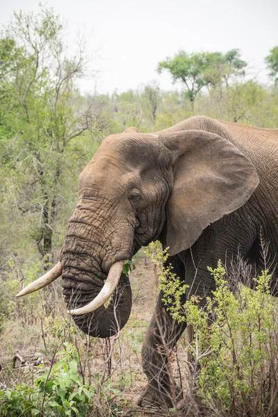 Tête d'éléphant d'Afrique — Photo