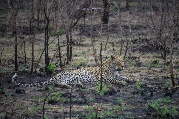 Leopard relaxing between bushes — Stock Photo, Image